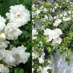 White Drift Rose - 1 Gallon Pot -Outlet Aegis Garden Store Ride White Drift Blooms 3