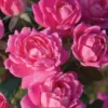 Pink Double Knock Out Rose - 2 Gallon Pot 1 Pink Double Knock Out Rose - 2 Gallon Pot -Outlet Aegis Garden Store Rose Double Pink Knockout BS 2