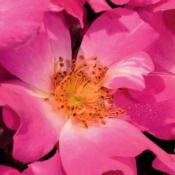 Pink Drift Groundcover Rose - 2 Gallon Pot -Outlet Aegis Garden Store Rose Drift Pink 20 1