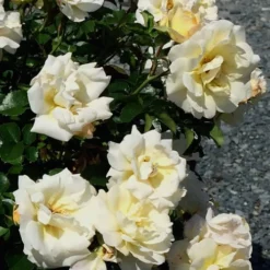 Popcorn Drift Groundcover Rose - 1 Gallon Pot -Outlet Aegis Garden Store Rose Drift Popcorn 10