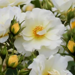 Popcorn Drift Groundcover Rose - 1 Gallon Pot
