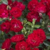 Red Drift Groundcover Rose - 3 Gallon Pot 1 Red Drift Groundcover Rose - 3 Gallon Pot -Outlet Aegis Garden Store Rose Drift Red 10