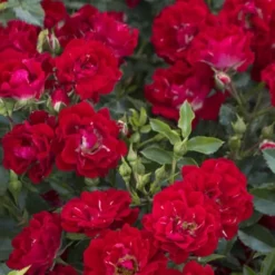 Red Drift Groundcover Rose - 3 Gallon Pot