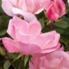 Blushing Knock Out Rose - 1 Gallon Pot