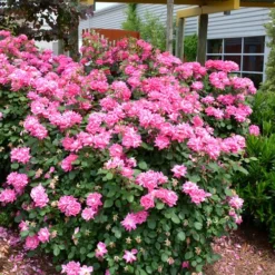 Pink Double Knock Out Rose - 1 Gallon Pot -Outlet Aegis Garden Store Rose Knock Out Double Pink 2