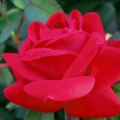 Red Double Knock Out Rose - 1 Gallon Pot -Outlet Aegis Garden Store Rose Knock Out Double Red 10