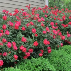 Original Red Knock Out Rose - 3 Gallon Pot -Outlet Aegis Garden Store Rose Knock Out Original 51 1