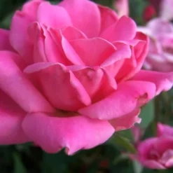 Pink Double Knock Out Rose - 2 Gallon Pot -Outlet Aegis Garden Store Rose Knock Out Pink Double 10 2