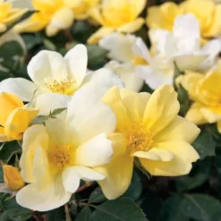 Sunny Yellow Knock Out Rose - 3 Gallon Pot 11 Sunny Yellow Knock Out Rose - 3 Gallon Pot -Outlet Aegis Garden Store Rose Knock Out Sunny 11 1