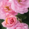 Peachy Knock Out Rose - 3 Gallon Pot 2 Peachy Knock Out Rose - 3 Gallon Pot -Outlet Aegis Garden Store Rose Knock Peachy 5