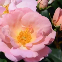 Peachy Knock Out Rose - 3 Gallon Pot -Outlet Aegis Garden Store Rose Knock Peachy 6