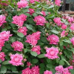 Pink Double Knock Out Rose - 3 Gallon Pot -Outlet Aegis Garden Store Rose Knockout Pink Double 21 1