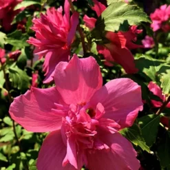 Lucy Rose Of Sharon (Single Trunk Tree) - 7 Gallon Pot (4-5') -Outlet Aegis Garden Store Rose Of Sharon Lucy 13