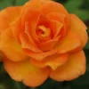 Sunrosa Orange Delight Dwarf Shrub Rose - 1 Gallon Pot -Outlet Aegis Garden Store Rose Orange Sunrosa 10