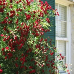 Red Cascade Miniature Climbing Rose - 1 Gallon Pot -Outlet Aegis Garden Store Rose Red Cascade 10