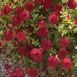 Red Cascade Miniature Climbing Rose - 1 Gallon Pot -Outlet Aegis Garden Store Rose Red Cascade 12