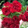 Red Cascade Miniature Climbing Rose - 1 Gallon Pot -Outlet Aegis Garden Store Rose Red Cascade Closeup 2