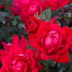 Red Double Knock Out Rose - 1 Gallon Pot -Outlet Aegis Garden Store Rose Red Double Knockout BS