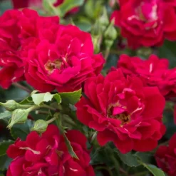 Red Drift Groundcover Rose - 3 Gallon Pot -Outlet Aegis Garden Store Rose Red Drift BS