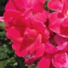 Original Red Knock Out Rose - 1 Gallon Pot -Outlet Aegis Garden Store Rose Red Knock Out 10