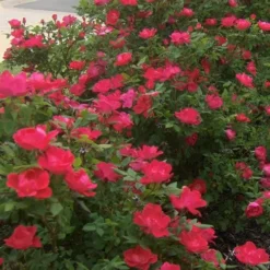 Original Red Knock Out Rose - 3 Gallon Pot -Outlet Aegis Garden Store Rose Red Knock Out 12 1