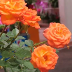 Sunrosa Orange Delight Dwarf Shrub Rose - 1 Gallon Pot -Outlet Aegis Garden Store Rose Sunrosa Orange Delight 50