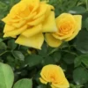 Sunrosa Yellow Dwarf Shrub Rose - 1 Gallon Pot -Outlet Aegis Garden Store Rose Sunrosa Yellow 50