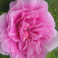 Therese Bugnet Rugosa Rose - 3 Gallon Pot -Outlet Aegis Garden Store Rose Therese Bugnet 3