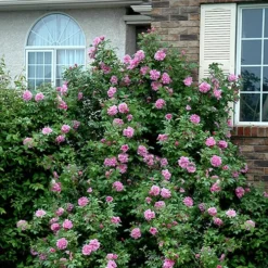 Therese Bugnet Rugosa Rose - 3 Gallon Pot -Outlet Aegis Garden Store Rose Therese Bugnet 4