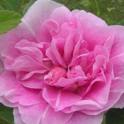 Therese Bugnet Rugosa Rose - 3 Gallon Pot -Outlet Aegis Garden Store Rose Therese Bugnet 5