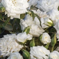 White Drift Rose - 3 Gallon Pot -Outlet Aegis Garden Store Rose White Drift 500x750 3