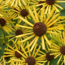 Henry Eilers Sweet Coneflower (Rudbeckia Daisy) - 1 Gallon Pot -Outlet Aegis Garden Store Rudbeckia Henry Eilers 1