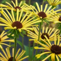 Henry Eilers Sweet Coneflower (Rudbeckia Daisy) - 1 Gallon Pot -Outlet Aegis Garden Store Rudbeckia Henry Eilers 2