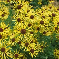 Henry Eilers Sweet Coneflower (Rudbeckia Daisy) - 1 Gallon Pot -Outlet Aegis Garden Store Rudbeckia Henry Eilers 7