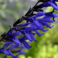Black And Blue Salvia (Blue Anise Sage) - Salvia Guaranitica - 6 Pack Of 1 Gallon Pots 15 Black And Blue Salvia (Blue Anise Sage) - Salvia Guaranitica - 6 Pack Of 1 Gallon Pots -Outlet Aegis Garden Store Salvia Black And Blue 1