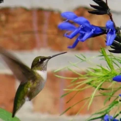 Black And Blue Salvia (Blue Anise Sage) - Salvia Guaranitica - 6 Pack Of 1 Gallon Pots 12 Black And Blue Salvia (Blue Anise Sage) - Salvia Guaranitica - 6 Pack Of 1 Gallon Pots -Outlet Aegis Garden Store Salvia Black And Blue 2