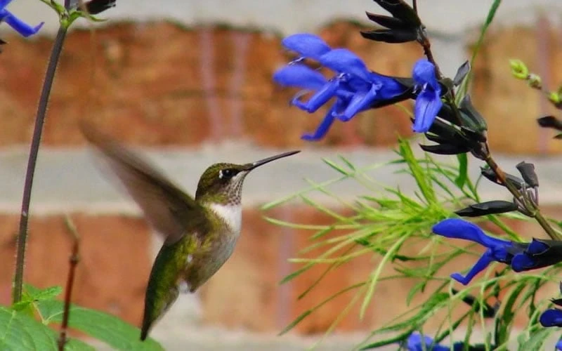 Black And Blue Salvia (Blue Anise Sage) - Salvia Guaranitica - 6 Pack Of 1 Gallon Pots 6 Black And Blue Salvia (Blue Anise Sage) - Salvia Guaranitica - 6 Pack Of 1 Gallon Pots - Image 4