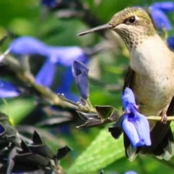 Black And Blue Salvia (Blue Anise Sage) - Salvia Guaranitica - 6 Pack Of 1 Gallon Pots 14 Black And Blue Salvia (Blue Anise Sage) - Salvia Guaranitica - 6 Pack Of 1 Gallon Pots -Outlet Aegis Garden Store Salvia Black And Blue 3