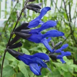 Black And Blue Salvia (Blue Anise Sage) - Salvia Guaranitica - 6 Pack Of 1 Gallon Pots