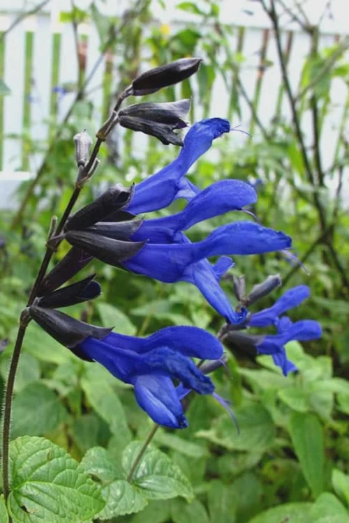 Black And Blue Salvia (Blue Anise Sage) - Salvia Guaranitica - 6 Pack Of 1 Gallon Pots 3 Black And Blue Salvia (Blue Anise Sage) - Salvia Guaranitica - 6 Pack Of 1 Gallon Pots