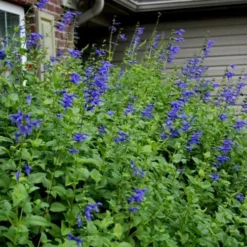 Black And Blue Salvia (Blue Anise Sage) - Salvia Guaranitica - 6 Pack Of 1 Gallon Pots 13 Black And Blue Salvia (Blue Anise Sage) - Salvia Guaranitica - 6 Pack Of 1 Gallon Pots -Outlet Aegis Garden Store Salvia Black And Blue 6