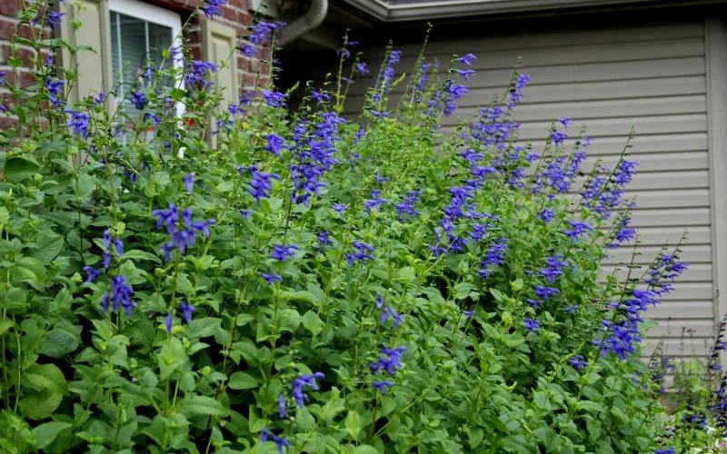 Black And Blue Salvia (Blue Anise Sage) - Salvia Guaranitica - 6 Pack Of 1 Gallon Pots 7 Black And Blue Salvia (Blue Anise Sage) - Salvia Guaranitica - 6 Pack Of 1 Gallon Pots - Image 5