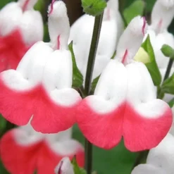 Hot Lips Sage - Salvia Microphylla - 7.5" Pot -Outlet Aegis Garden Store Salvia Hot Lips 10