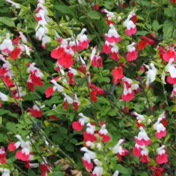 Hot Lips Sage - Salvia Microphylla - 7.5" Pot -Outlet Aegis Garden Store Salvia Hot Lips 13