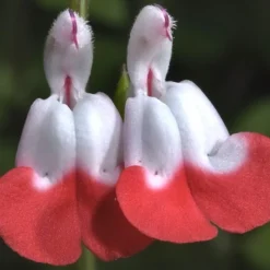 Hot Lips Sage - Salvia Microphylla - 7.5" Pot -Outlet Aegis Garden Store Salvia Hot Lips 15