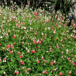 Hot Lips Sage - Salvia Microphylla - 7.5" Pot -Outlet Aegis Garden Store Salvia Hot Lips 17