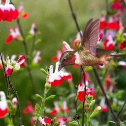 Hot Lips Sage - Salvia Microphylla - 7.5" Pot -Outlet Aegis Garden Store Salvia Hot Lips 20