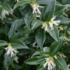Confused Sweet Box (Sarcococca Confusa) - 6 Pack Of 1 Gallon Pots -Outlet Aegis Garden Store Sarcacocca 500x750 1