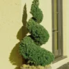 Spiral Dwarf Alberta Spruce Topiary - 7 Gallon Pot -Outlet Aegis Garden Store Spruce Dwarf Alberta Spiral Topiary 500x750 1