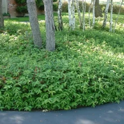 Creeping St Johns Wort - Hypericum Calycinum - 18 Pack Of Pint Pots 11 Creeping St Johns Wort - Hypericum Calycinum - 18 Pack Of Pint Pots -Outlet Aegis Garden Store St Johns Wort 1